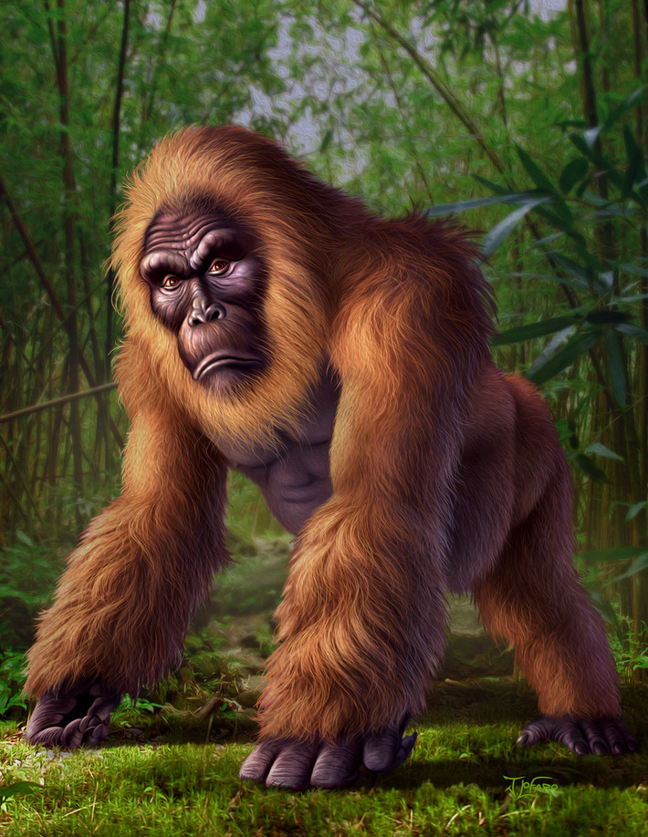 Hiện nay, các nhà khoa học vẫn chưa rõ phương thức di chuyển của Gigantopithecus như thế nào, do vẫn chưa tìm thấy xương chậu hay xương chân của chúng.