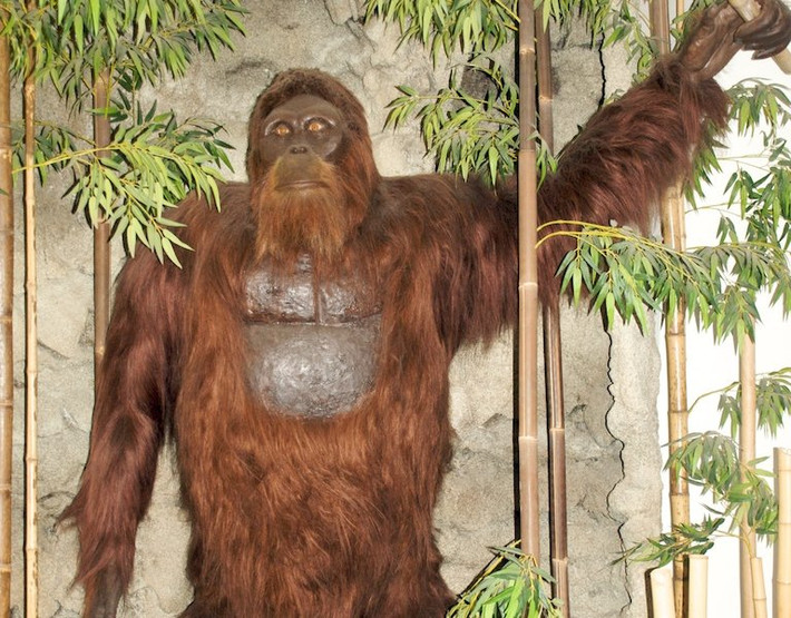Có nhiều quan điểm cho rằng con quái vật King Kong này di chuyển bằng 4 chân, giống như khỉ đột và tinh tinh. Tuy nhiên, vẫn có người khẳng định là con quái vật này đi đứng bằng 2 chân giống hệt người. Tranh luận chưa ngã ngũ và sẽ tiếp tục trong thời gian dài.