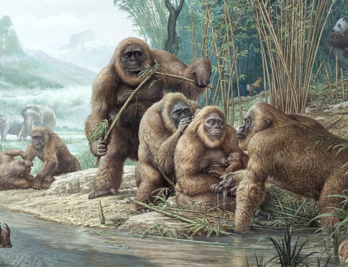 Trong bộ phim bom tấn về một con khỉ đột khổng lồ được gọi là King Kong, con quái vật này cao khoảng 8m, nặng khoảng 20 tấn và có sức tàn phá khủng khiếp. Tất nhiên đây chỉ là sản phẩm của trí tưởng tượng thế nhưng trong đời thực, theo các nhà khoa học, thực sự có một loài khỉ đột khổng lồ không thua kém gì quái vật King Kong.