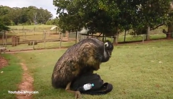 Màn giao phối kỳ quặc của đà điểu diễn ra tại vườn thú Queensland, Australia và được nhiếp ảnh gia Arnhem Peterson ghi lại được.