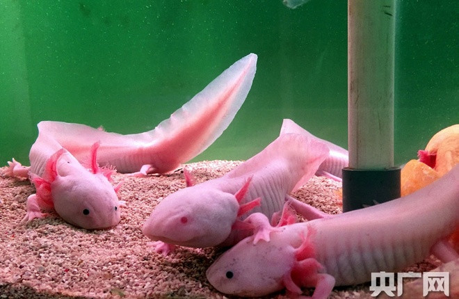 Chính màu sắc rực rỡ của những con cá khủng long này khiến chúng trở nên đáng yêu hơn bao giờ hết.