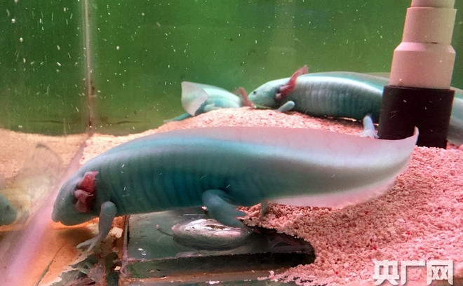 Có tên khoa học là Ambystoma mexicanum, đây là loài kỳ giông duy nhất không thể thoát khỏi hình hài thời thơ ấu, chúng mặc chứng kéo dài tình trạng thời thơ ấu, có quan hệ gần gũi với kỳ giông hổ.