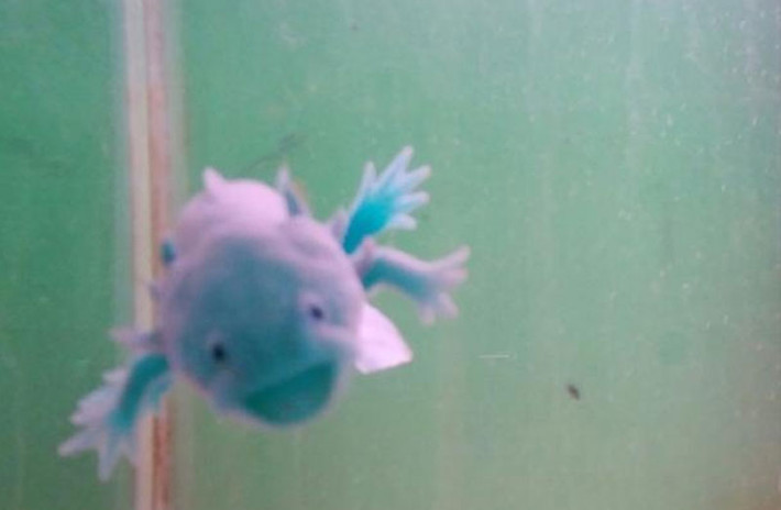Loài vật dễ thương này chính là những con kỳ giông Mexico (hay còn gọi là kỳ giông Axolotl) được dân chơi cá cảnh, sinh vật cảnh gọi với cái tên “khủng long 6 sừng” bởi nó có 6 chiếc sừng nhỏ trên đầu.
