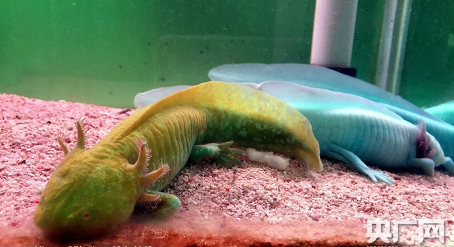 Tuy có thể được bắt gặp ở ngoài tự nhiên trong các hồ ở Mexico nhưng khủng long 6 sừng có màu sắc lạ như xanh lá cây, xanh da trời, hồng như ở Trung Quốc thì cực kỳ quý hiếm.