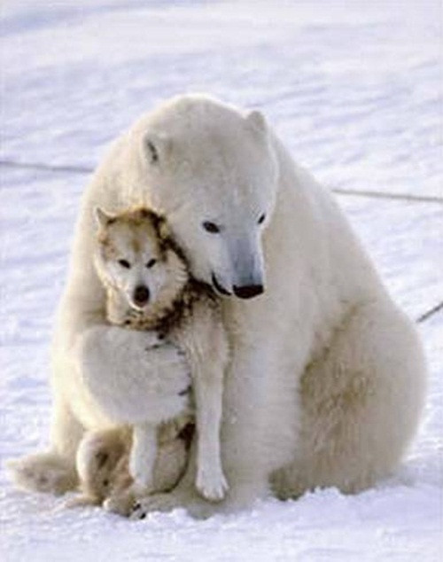 Để giữ ấm cho nhau, gấu Bắc cực và người bạn của mình, chú chó husky quyết định ôm nhau giữa trời tuyết trắng.