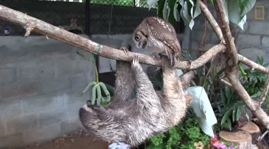 Sau nhiều tuần bú bình, Boki nhanh nhẹn, khỏe mạnh và được Correa và Yángüez cho tập leo trèo. Lúc mới bắt đầu học trèo cây, Boki rất không hợp tác, chú làm sai động tác và hai vợ chồng Correa và Yángüez phải sửa rất nhiều.