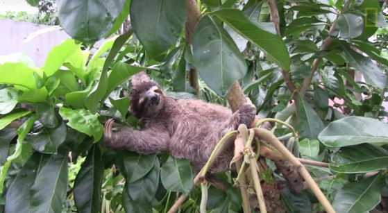 Cuối cùng, sau rất nhiều nỗ lực không ngừng nghỉ, Boki cũng có thể leo trèo thoải mái và có thể tự kiếm ăn. Chú đã hoàn toàn sẵn sàng để sống tự lập. Đây cũng là thời điểm và Correa và Yángüez nhận ra nên trả lại cuộc sống hoang dã cho chú lười nghị lực này.