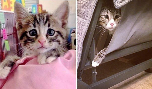 Trung tâm cứu hộ San Diego Humane Society Kitten Nursery còn cho biết thêm Bum rất thích được âu yếm, vuốt ve mỗi sáng và ngủ khi đã cuộn tròn trong chăn.