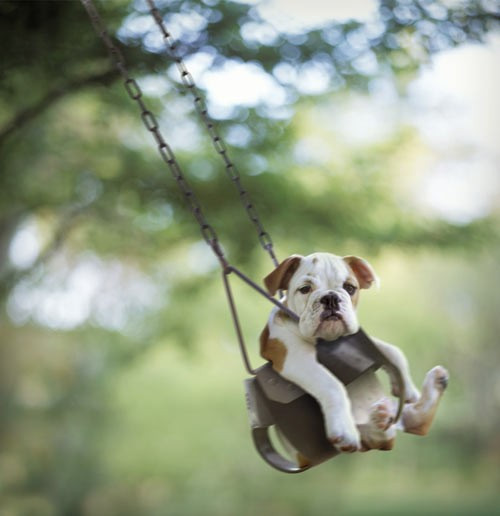 Chán nản vì bạn bè đi chơi hết, chú chó bulldog này tự chơi xích đu một mình.