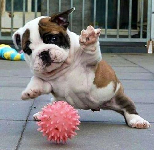 Bị ném quả bóng về phía mình, cô chó bulldog hoảng hốt nghiêng người tránh né.
