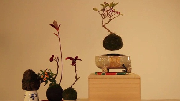 So với những cây bonsai bình thường, những cây bonsai lơ lửng trong không trung mang một vẻ đẹp mê hoặc.