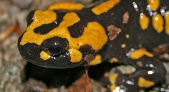 Loài nấm ăn da kinh khủng này có tên khoa học là Batrachochytrium salamandrivorans (Bsal), là tác nhân đe dọa sự tuyệt chủng của nhiều loài kỳ nhông tự nhiên ở châu Âu và Bắc Mỹ.