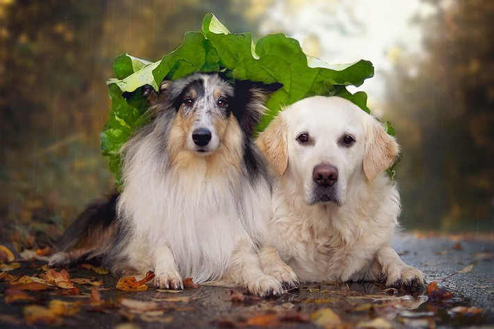 Mali (bên phải) là một chú chó thuộc giống chó Golden Retriever. Đây là loài chó rất thông minh, luôn cư xử đúng mực và rất yêu chủ. Chúng dễ dạy dỗ, luôn tỏ ra kiên nhẫn và dịu dàng đối với trẻ nhỏ. Trung thành, tin cậy, dễ bảo, thân thiện với tất cả mọi người, mọi loài động vật, nhất là những con chó khác.