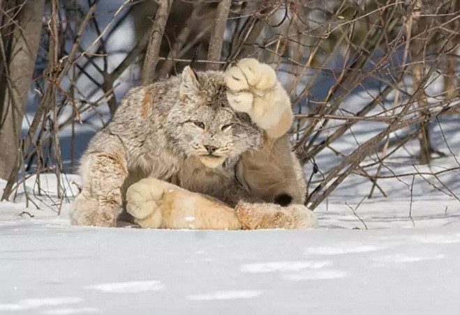 Linh miêu Canada, có tên khoa học là Lynx canadensis, là một loài mèo thuộc Chi Linh miêu (Lynx) trong họ Mèo. Chúng sinh sống ở các đỉnh núi phủ tuyết trắng xóa, trên khắp Canada, Alaska, và một số địa phương phía bắc nước Mỹ.