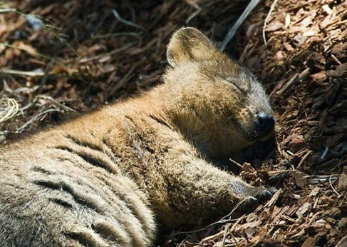 Phơi mình trong một ngày nắng nhẹ, gấu koala mỉm cười tận hưởng cuộc sống.