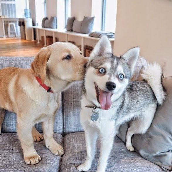 Làm quen được cậu bạn mới, chú chó husky này vô cùng thích thú, nhờ chủ nhân chụp ảnh để kỷ niệm.