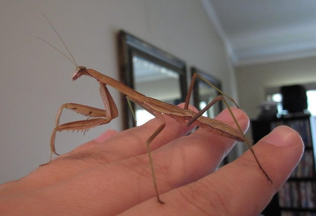 Tiếp đến lần lột xác tiếp theo, Bug đã trổ mã hoàn toàn.