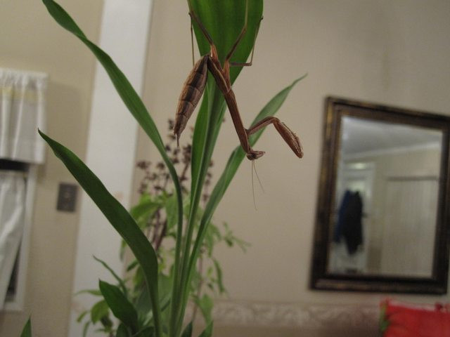 Ở trong nhà, Bug cũng thoải mái tự do đi lại, mọi cành cây, ngọn cỏ trong ngôi nhà đều được cô nàng bọ ngựa này lấy ra thể hiện tài leo trèo đỉnh cao của mình.