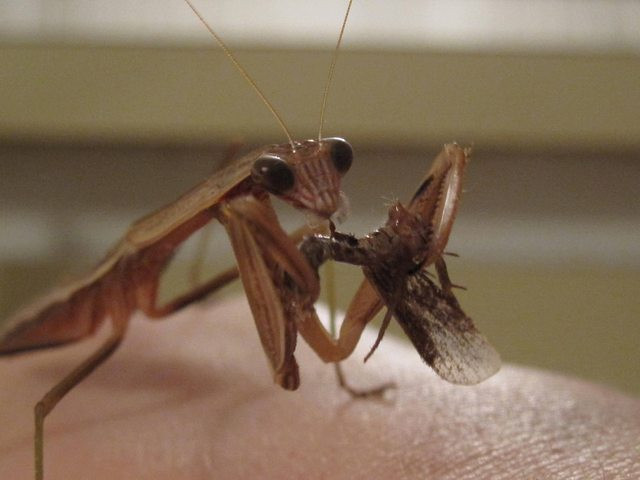 Lớn thêm chút nữa, Bug có thể ăn những côn trùng nhỏ hơn như ruồi, bướm đêm. Cô nàng không ngần ngại dùng bữa ngay trên tay của chủ nhân.