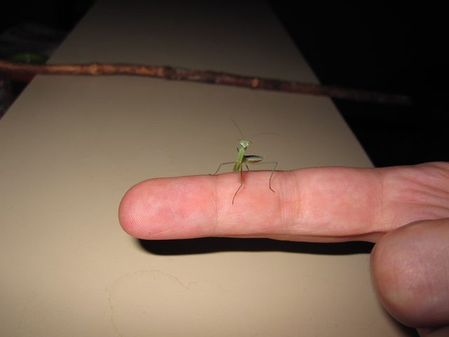 Lúc Bug còn nhỏ, Brownham mua những thức ăn chuyên dụng dành cho loài bọ ngựa con để nuôi lớn Bug, mong muốn thú cưng bọ ngựa độc lạ của mình mau chóng trưởng thành, cứng cáp.