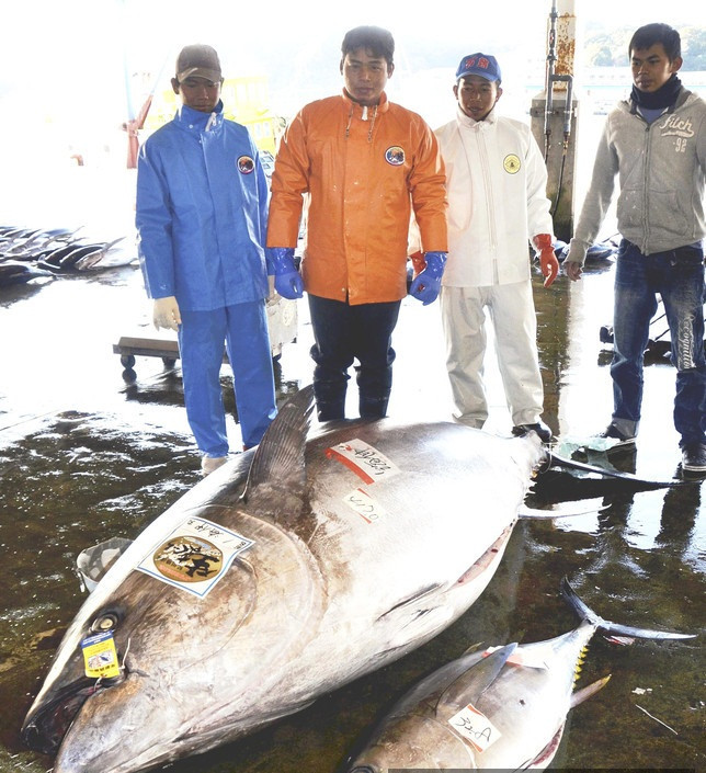 Nếu xẻ thịt con cá ngừ này để làm món sashimi cá ngừ, ước tính sẽ có khoảng 3000 người được thưởng thức.