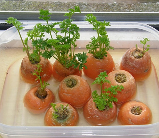 Nếu cắt phần đầu của củ cà rốt đặt trong nước nó sẽ này mầm và "hồi sinh" lần nữa.