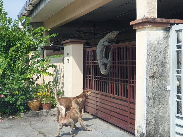 Hai con chó cưng nhà anh liên tục sủa vang và chạy đi chạy lại, nhảy lên cả cửa sắt. Ban đầu, anh Hunt Han cho rằng chó cưng đang đuổi nhau, nghịch ngợm nhưng sau khi nghe tiếng sủa ngày một gấp gáp của chúng, anh quyết định đi ra ngoài xem chuyện gì xảy ra.