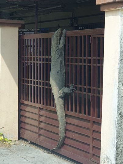Cách đây không lâu, ở Batu Pahat, Malaysia, cũng xảy ra câu chuyện hy hữu. Anh Hunt Han, sống tại Batu Pahat, trong lúc đang ở bên ngoài nhà đã phát hiện chuyện bất thường.