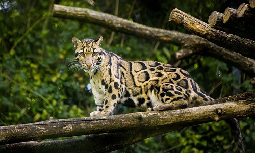 Tuy nhiên, cũng có người tỏ ra nghi ngờ vì hàng thập kỷ qua, báo mây chỉ được tìm thấy ở Vân Nam và khu vực Tây Tạng, nó rất hiếm cũng rất quý, không dễ dàng bắt gặp.