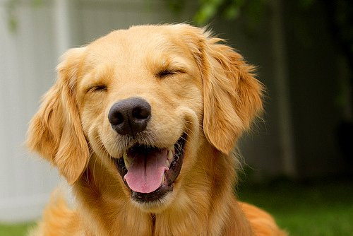 Đa số mọi người đều cho rằng chú chó Đại Đường lập công lớn, cần phải trọng thưởng.