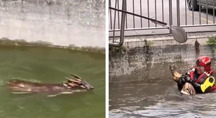 Sau khi đưa sinh vật lạ lên bờ, cảnh sát nhanh chóng chở nó về khu bảo tồn động vật hoang dã để nhận dạng.