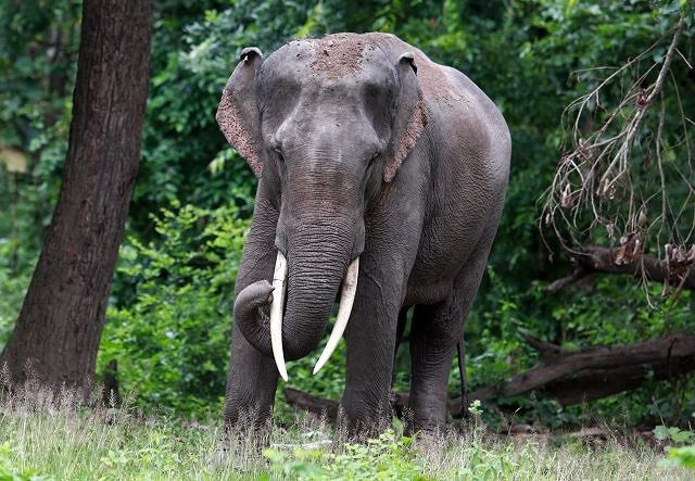 Theo tìm hiểu, voi châu Á tên khoa học là Elephas maximus, trước đây được gọi là voi Ấn Độ, đóng vai trò quan trọng trong văn hóa của khu vực Nam Á và Đông Nam Á. Chúng xuất hiện trong các câu truyện thần thoại ở Jataka và Panchatantra.