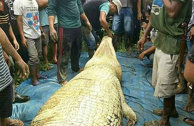 Tại Borneo, Indonesia, cũng từng xảy ra vụ cá sấu khổng lồ dài 6m tấn công và ăn thịt người.