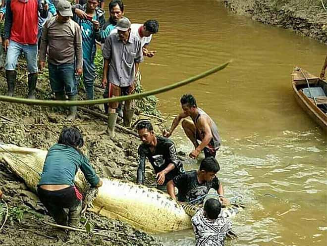 Cảnh sát trưởng Teddy Ristiawan cho biết, họ đã nổ súng tiêu diệt một con cá sấu khổng lồ và mổ bụng nó để kiểm tra. Bên trong dạ dày cá sấu, cảnh sát tìm thấy cánh tay trái và chân người, xác định là của nạn nhân.