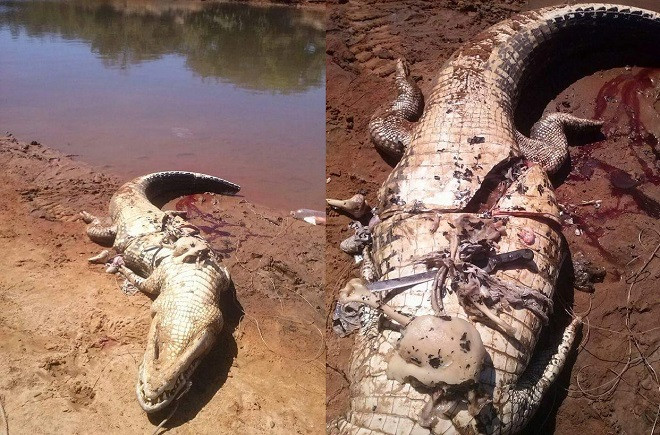 Vào năm ngoái, cũng tại Costa Rica, một bé trai 8 tuổi tên Julio Otero Fernández đã mất mạng khi đang cùng gia đình đi câu cá do bị một con cá sấu dài 3,6 mét tấn công.
