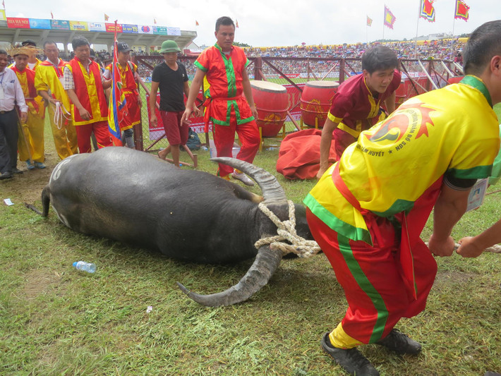 Có những ông trâu gục ngay trên đấu trường.