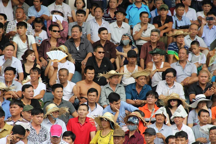 Năm nào, lễ hội chọi trâu Đồ Sơn cũng thu hút hàng chục nghìn khán giả tới xem.