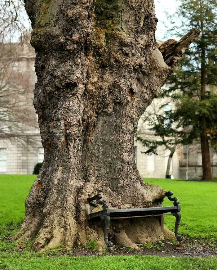 Quá “đói”, cái cây này “nuốt chửng” một chiếc ghế dài trong công viên ở Dublin, Ireland.