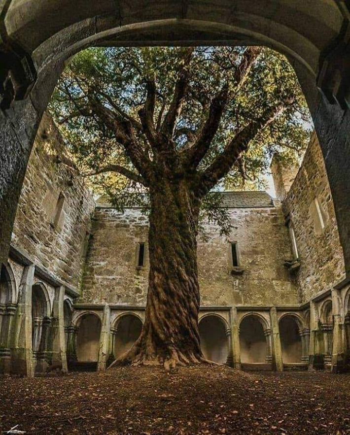 Tu viện Muckross ở Ireland từng bị bỏ hoang rất lâu cho tới khi được nhiều người biết tới và trở thành một điểm hút khách. Ảnh: BP.