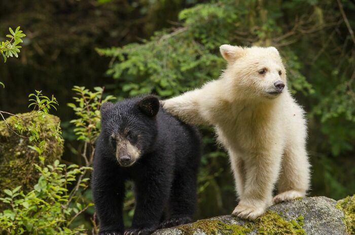 Ở Bờ biển British Columbia, một đột biến khiến một số con gấu đen sinh ra có màu trắng.
