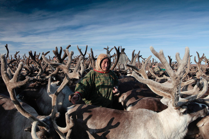 Nenets, hay Samoyeds, là một bộ tộc sống ở vùng bán đảo Yamal, vùng Siberia, thuộc Bắc Cực, lãnh thổ nước Nga.