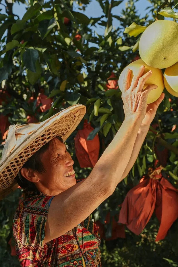 Người nông dân vui mừng hái bưởi ở Bình Hòa (Phúc Kiến) trong vụ thu đông.