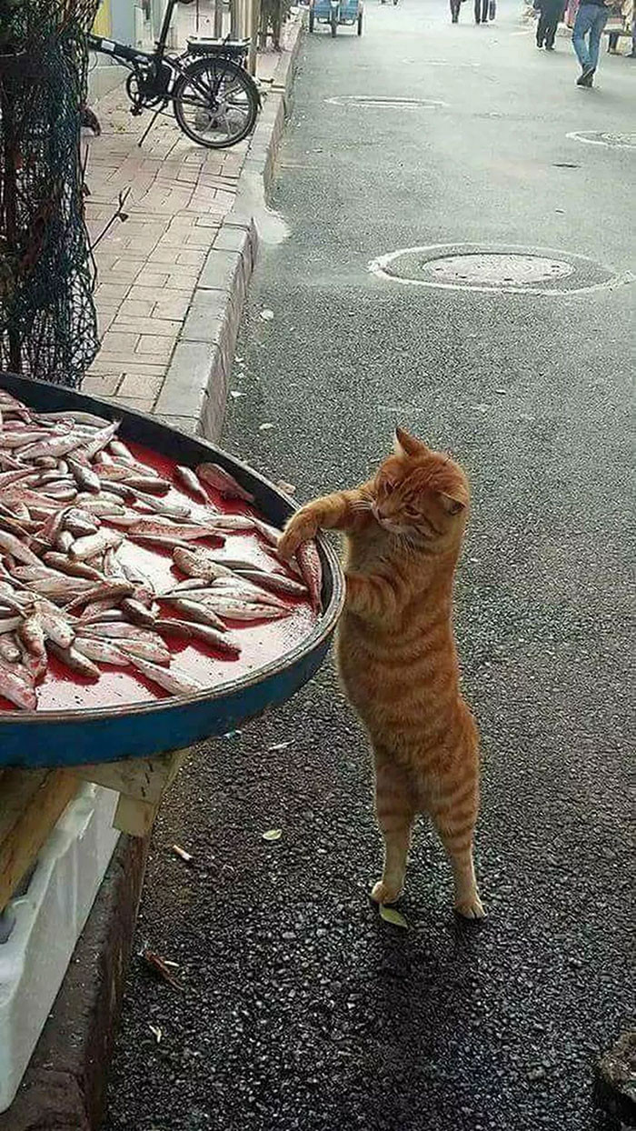 "Kẻ trộm" cá bên lề đường siêu dễ thương.