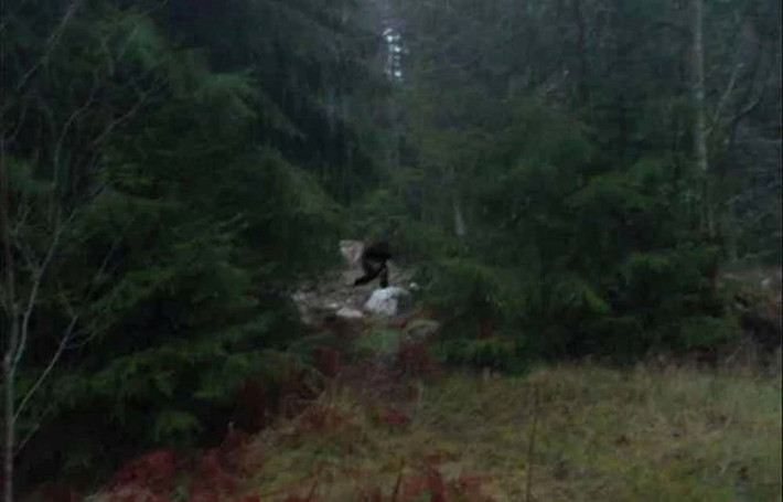 Trước những câu chuyện kỳ bí về quái vật Bigfoot, không ít chuyên gia, nhà thám hiểm truy tìm tung tích của sinh vật bí ẩn này.
