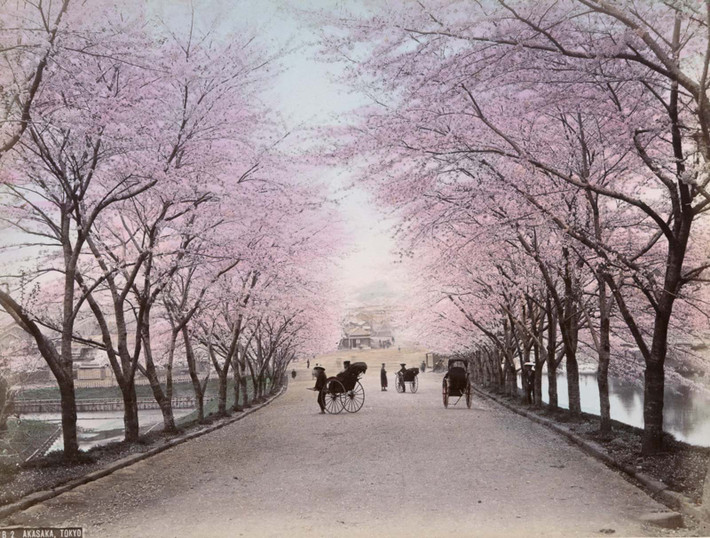 Một con đường ở Akasaka, Tokyo, Nhật Bản vào hơn 100 năm trước đẹp thơ mộng khi hai hàng hoa anh đào ven đường nở rộ. Nhiều người đến đây để ngắm hoa và vui chơi.