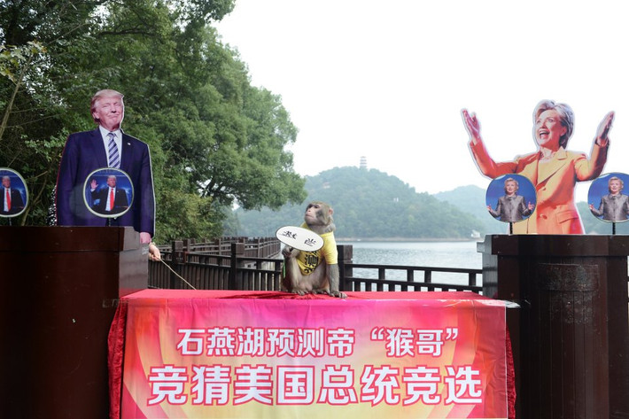 Khi ấy, khỉ Geda công viên du lịch sinh thái Thập Yến, tỉnh Hồ Nam "tiên tri" ông Trump sẽ đắc cử Tổng thống Mỹ.