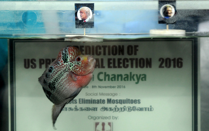 Cá Chanakya II dự đoán ai là người chiến thắng trong cuộc bầu cử Tổng thống Mỹ năm 2016 bằng cách bơi đến phao có gắn hình ông Trump.