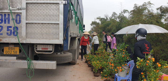 Nhiều chủ vựa đã buộc phải mang cây quất lên đường đê sông Hồng để bán hòng vớt vát