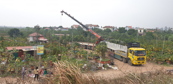 Vựa quất Mễ Sở (huyện Văn Giang, tỉnh Hưng Yên) được xem “thủ phủ” quất nức tiếng ở miền Bắc. Trái ngược với cảnh tất bật vào vụ Tết như mọi năm, dịch COVID-19 bùng phát ngay giáp Tết nguyên đán Tân Sửu khiến cho hàng chục nghìn cây quất bị "ế". Hàng trăm hộ dân trồng quất ở đây như “ngồi trên đống lửa”
