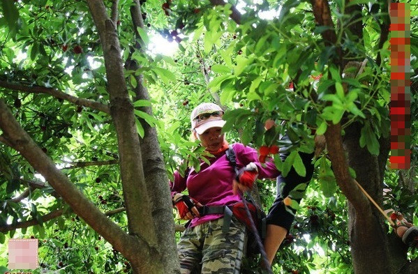 Không chỉ yêu thích thức quả này bởi vị chua ngọt dịu, giới trẻ Trung Quốc còn tin dùng quả thanh mai vì những công dụng thần kỳ của nó.